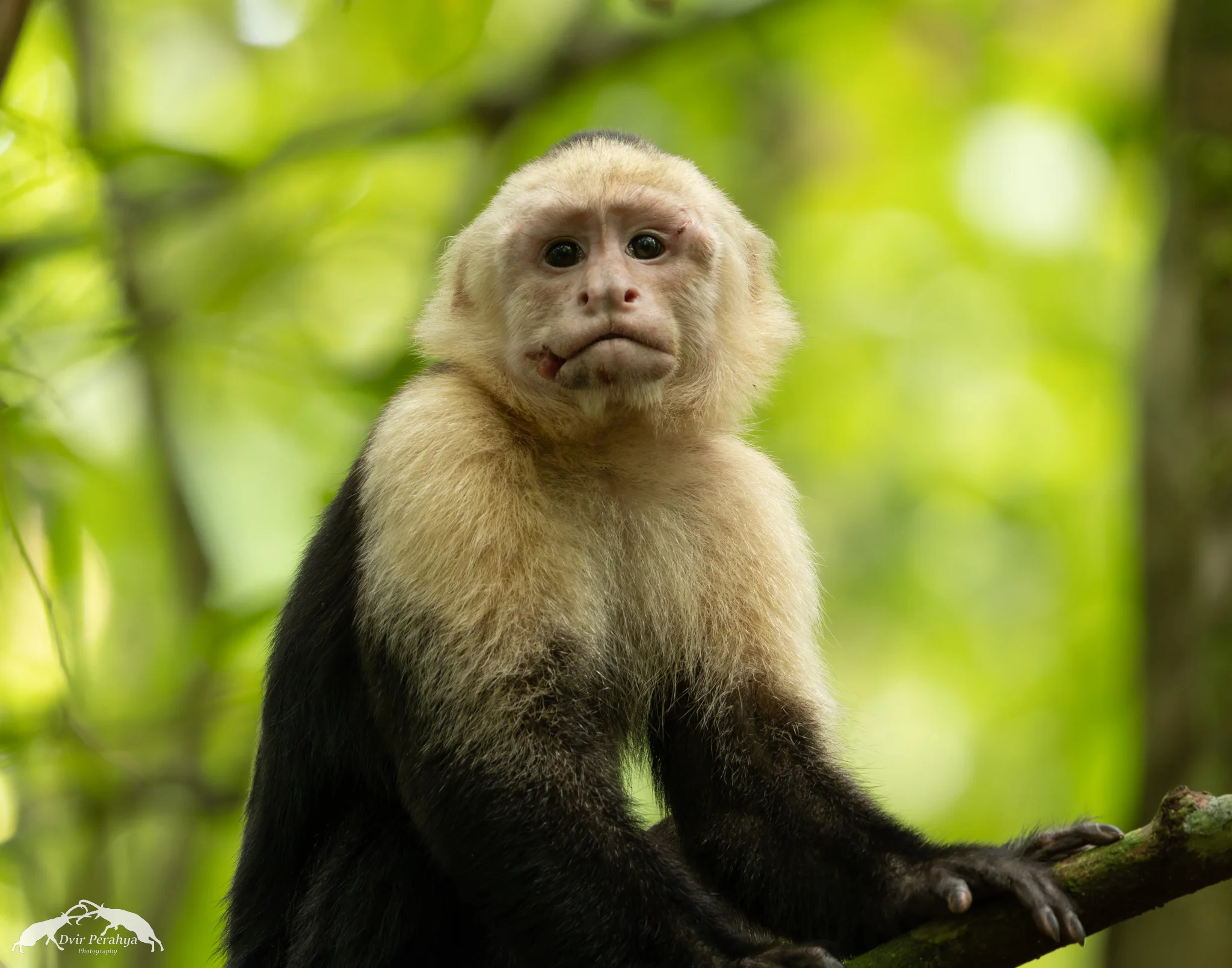 Capuchin monkey, Monteverde